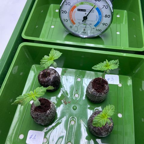 FCandy #1 growlog photo: Feuilles froissées = problèmes 