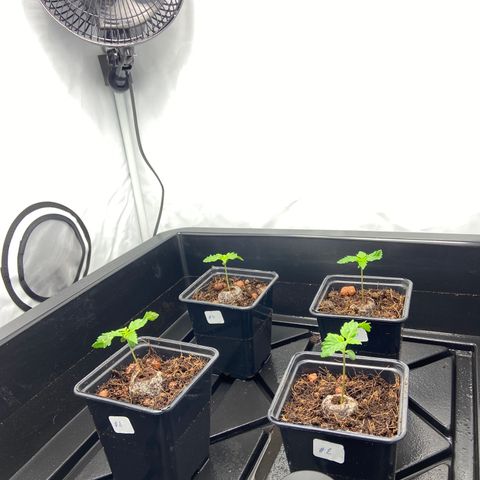 FCandy #1 growlog timeline photo
