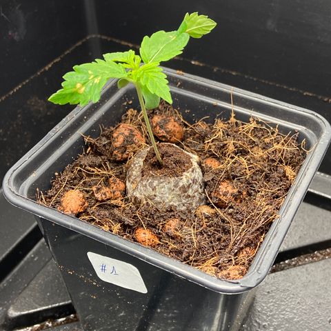 FCandy #1 growlog photo: Les brûlures sur les premières feuilles se produites dans la mini-serre sous une trop forte intensité lumineuse.