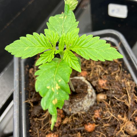FCandy #1 growlog timeline photo