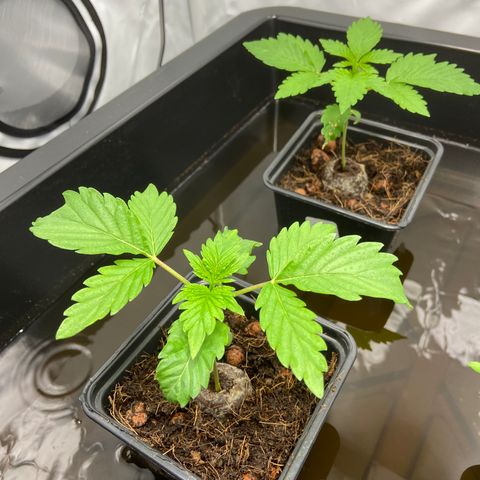 FCandy #1 growlog photo: Un peu avant l’extinction de la lampe.