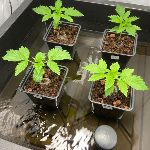 FCandy #1 growlog photo: Un peu avant l’extinction de la lampe.
