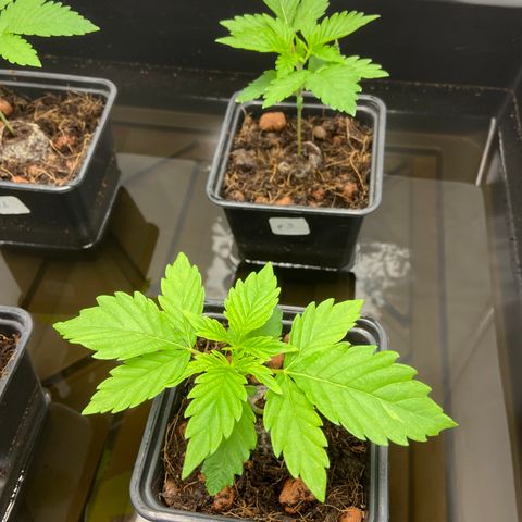 FCandy #1 growlog photo: Un peu avant l’extinction de la lampe.
