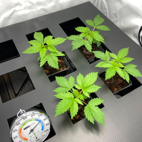 FCandy #1 growlog photo: Un peu après allumage de la lampe.