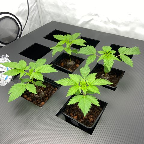 FCandy #1 growlog timeline photo
