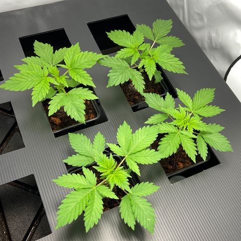 FCandy #1 growlog photo: Le jour d’avant la transplantation.