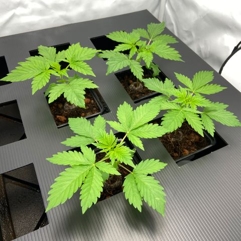 FCandy #1 growlog photo: Le jour d’avant la transplantation.