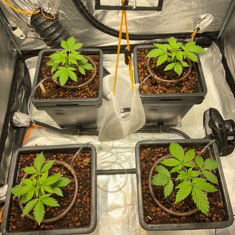 FCandy #1 growlog timeline photo