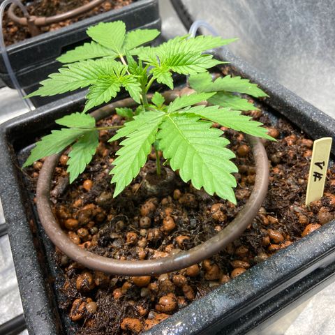 FCandy #1 growlog photo: Le lendemain de la transplantation 