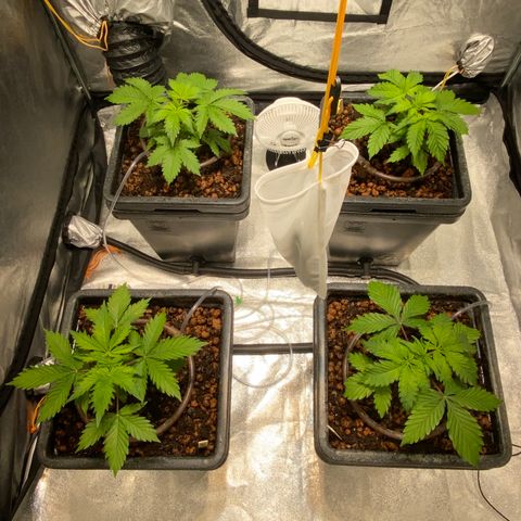 FCandy #1 growlog photo: Après une première nuit de 12 heures