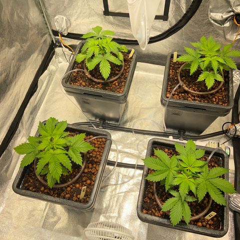 FCandy #1 growlog photo: Après une première nuit de 12 heures