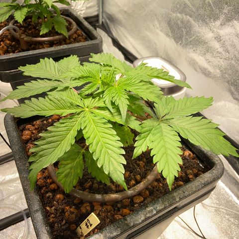 FCandy #1 growlog photo: Quelques heures avant la période nocturne 
