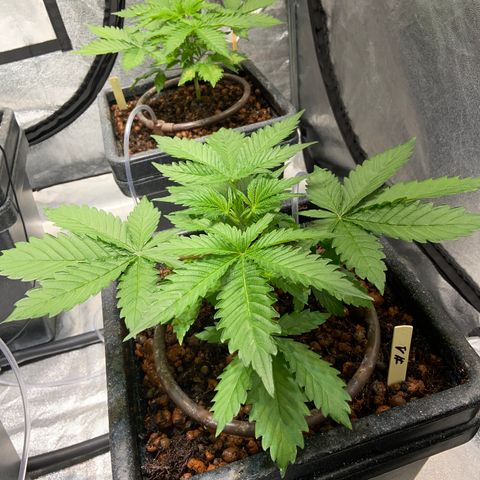 FCandy #1 growlog photo: Quelques heures avant la période nocturne 