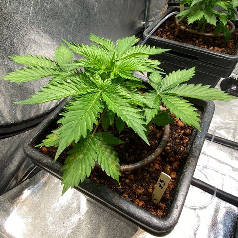 FCandy #1 growlog photo: Quelques heures avant la période nocturne 