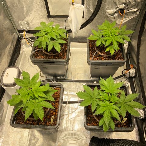 FCandy #1 growlog photo: Quelques heures avant la période nocturne 
