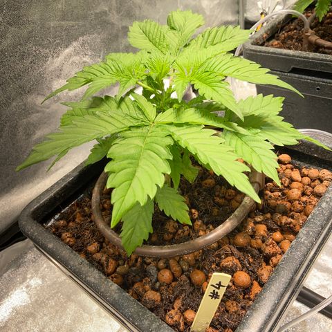 FCandy #1 growlog photo: Quelques heures avant la période nocturne 