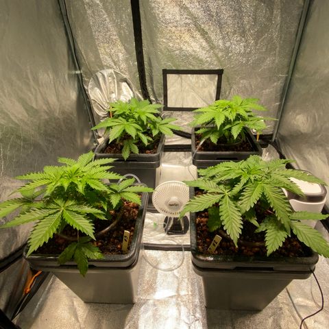 FCandy #1 growlog timeline photo