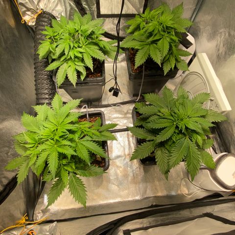 FCandy #1 growlog photo: Une heure avant la période nocturne 