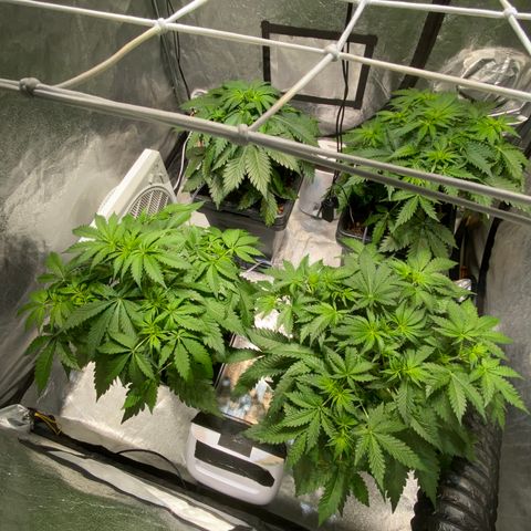 FCandy #1 growlog timeline photo