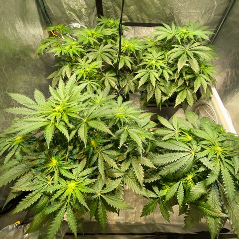 FCandy #1 growlog timeline photo