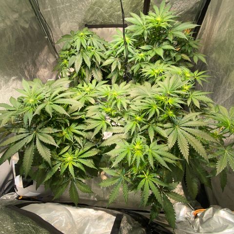FCandy #1 growlog timeline photo