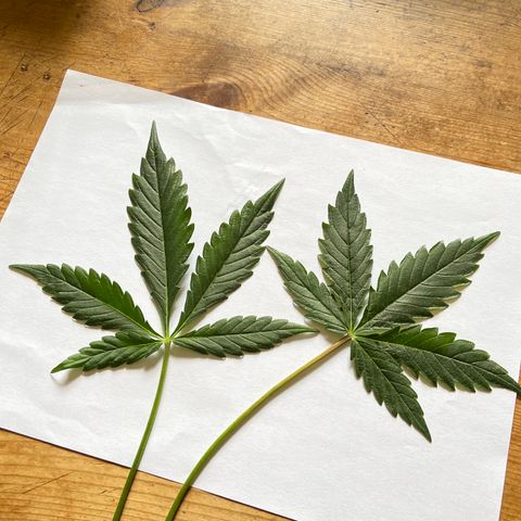 FCandy #1 growlog photo: Feuilles en phase de floraison 