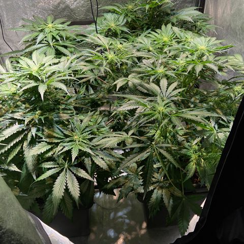 FCandy #1 growlog timeline photo