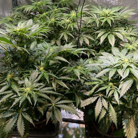 FCandy #1 growlog timeline photo