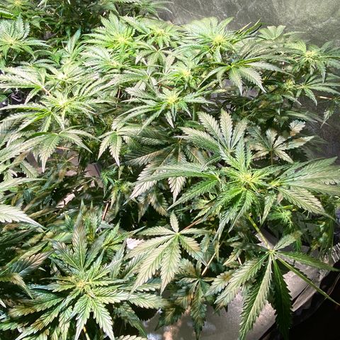 FCandy #1 growlog timeline photo