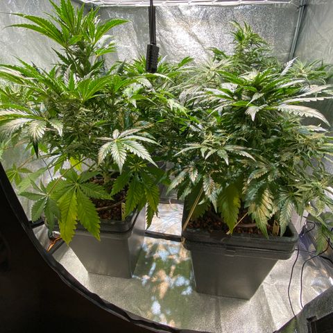 FCandy #1 growlog timeline photo