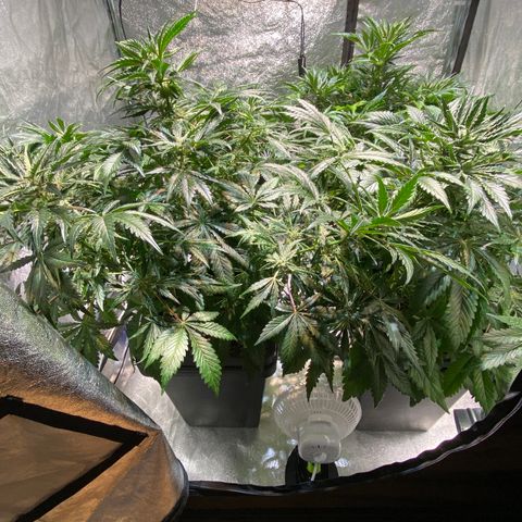 FCandy #1 growlog timeline photo