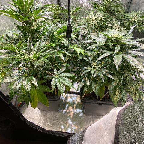 FCandy #1 growlog timeline photo