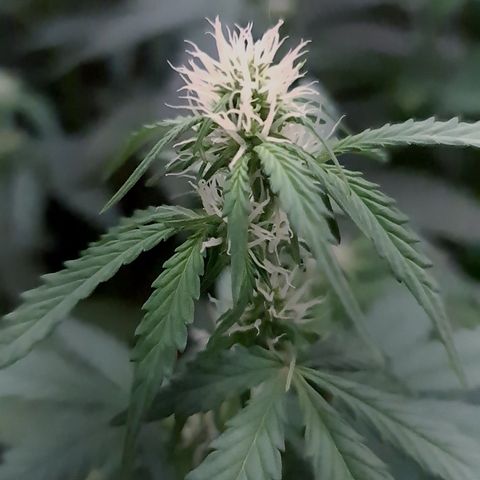 Sweet Bourbon - Auto Kush growlog timeline photo