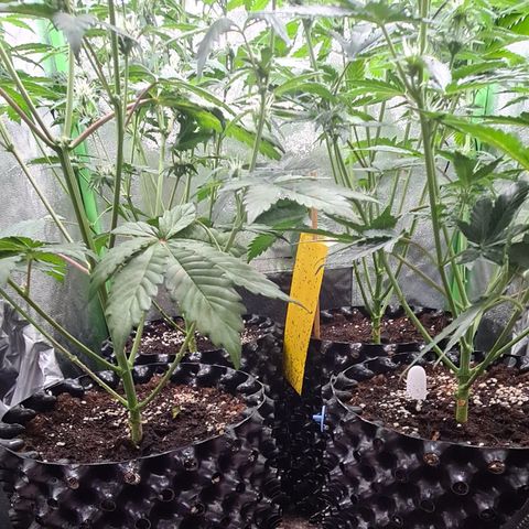 Sweet Bourbon - Auto Kush growlog photo: Vorher 