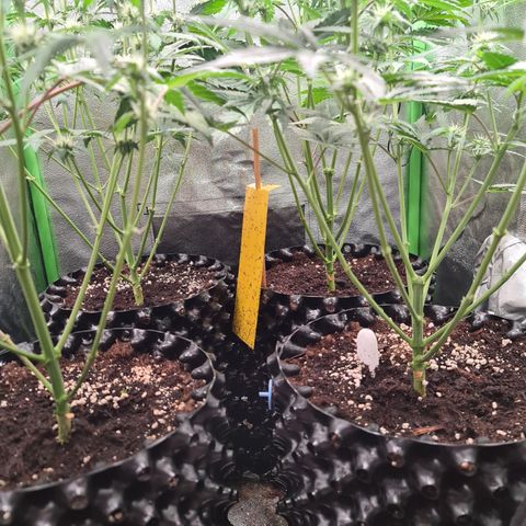 Sweet Bourbon - Auto Kush growlog photo: Nachher 