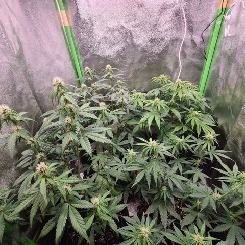 Sweet Bourbon - Auto Kush growlog timeline photo