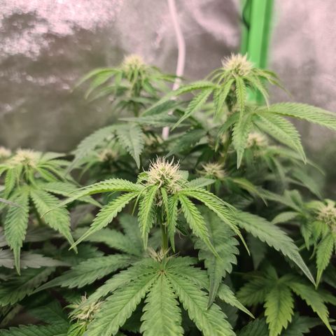 Sweet Bourbon - Auto Kush growlog timeline photo