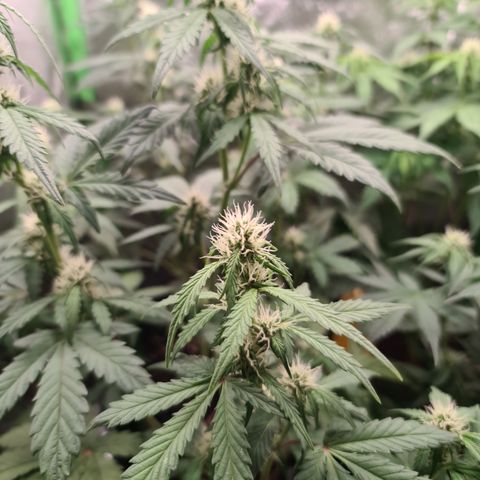 Sweet Bourbon - Auto Kush growlog timeline photo
