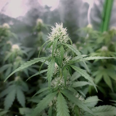 Sweet Bourbon - Auto Kush growlog timeline photo