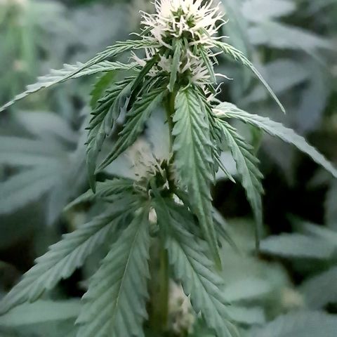 Sweet Bourbon - Auto Kush growlog timeline photo