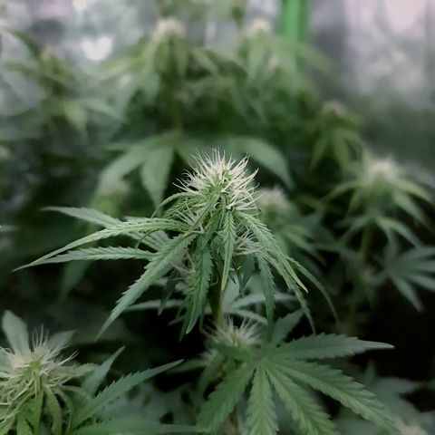 Sweet Bourbon - Auto Kush growlog timeline photo