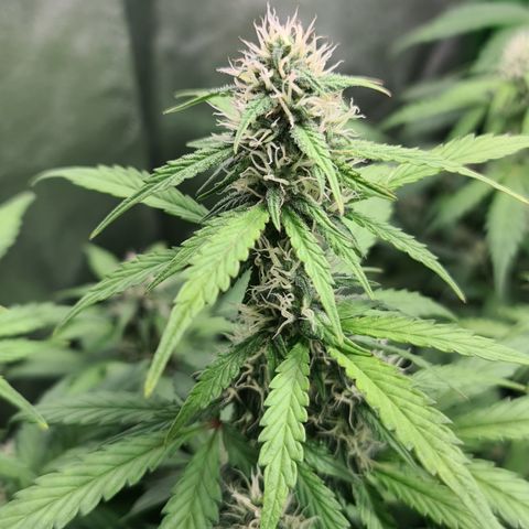 Sweet Bourbon - Auto Kush growlog timeline photo