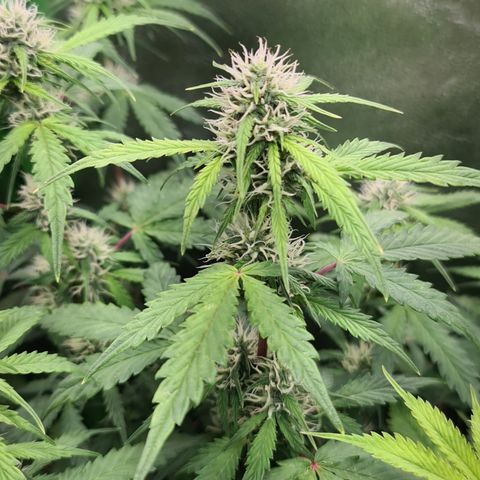 Sweet Bourbon - Auto Kush growlog timeline photo