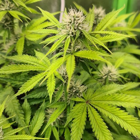 Sweet Bourbon - Auto Kush growlog timeline photo