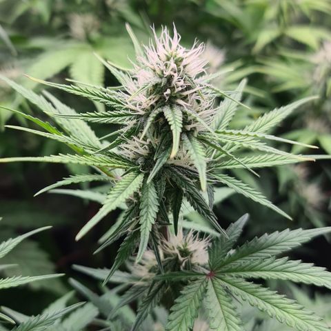 Sweet Bourbon - Auto Kush growlog timeline photo