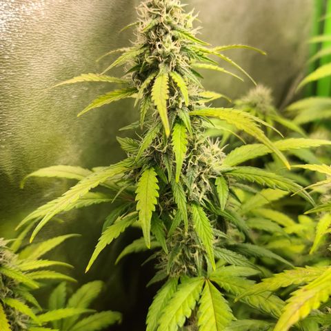 Sweet Bourbon - Auto Kush growlog timeline photo