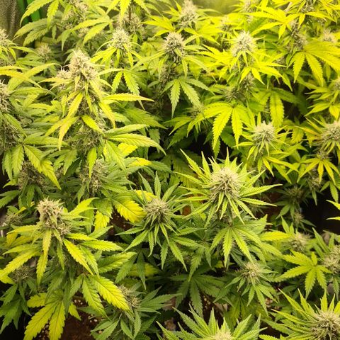 Sweet Bourbon - Auto Kush growlog timeline photo