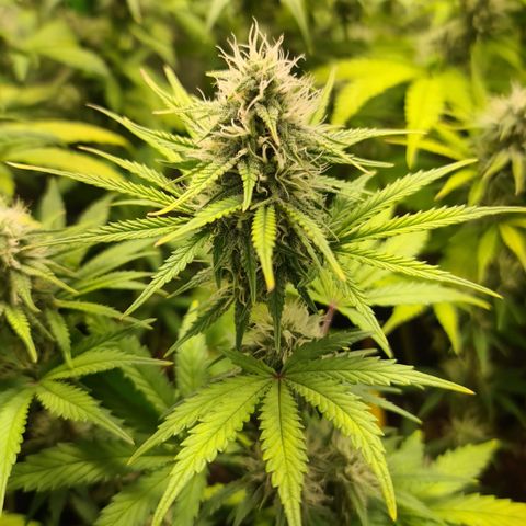 Sweet Bourbon - Auto Kush growlog timeline photo