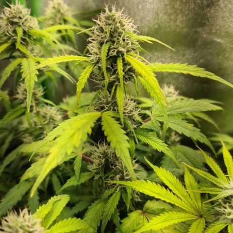 Sweet Bourbon - Auto Kush growlog timeline photo
