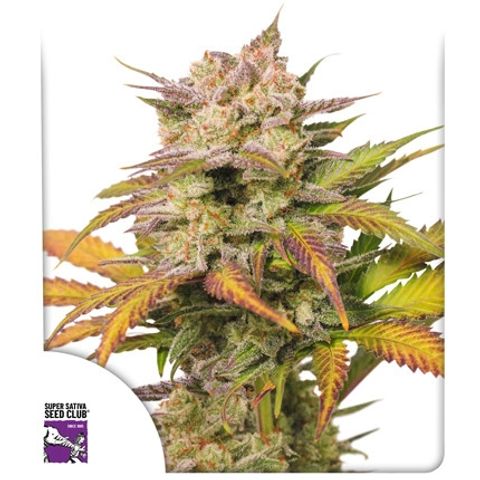 Sweet Bourbon - Auto Kush growlog timeline photo